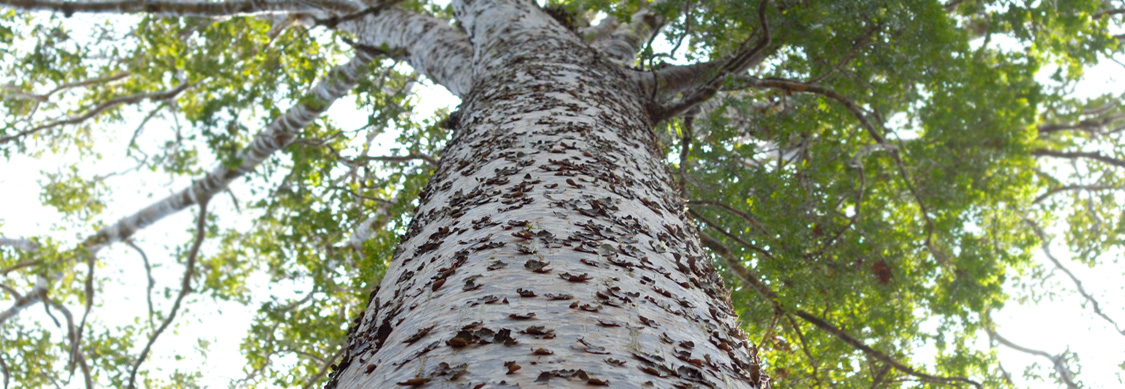 New Zealand Kauri tree
